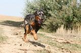 BEAUCERON 121